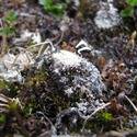 White crust lichen.